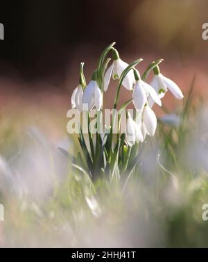 Snowdrop fiori Foto Stock