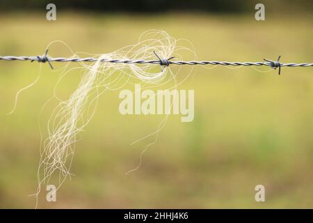 Nel filo spinato che delimita il campo di pascolo, i capelli degli animali sono intrufolati per sempre. Foto Stock