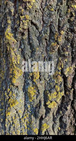 Tessitura della corteccia di un vecchio albero coperto di muschio verde. Buona priorità bassa. Foto Stock