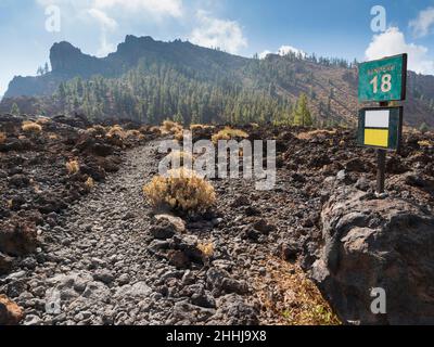 I pini delle Canarie a Tenerife. Sul sentiero Red de Senderos TF18. Foto Stock