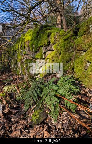 Vista generale di Crich Chase, Derbyshire, Regno Unito Foto Stock