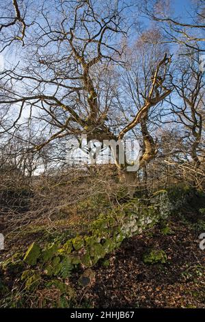 Vista generale di Crich Chase, Derbyshire, Regno Unito Foto Stock