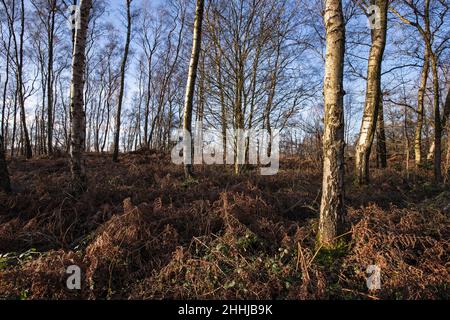 Vista generale di Crich Chase, Derbyshire, Regno Unito Foto Stock