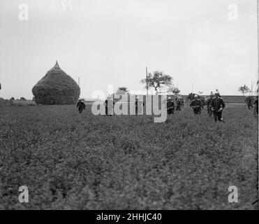 Cavalieri francesi smontati qui che corrono attraverso un campo di mais nelle Fiandre. Circa agosto 1914 Foto Stock