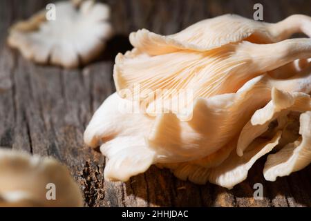 funghi rosa di ostrica, Foto Stock