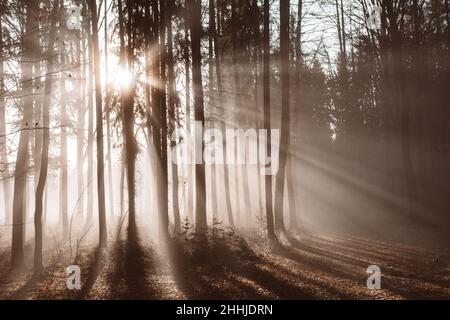 I raggi del sole che brillano attraverso la foresta nebulosa fanno silhouette dei tronchi d'albero Foto Stock