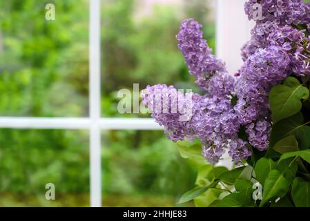 Un ramo di lilla viola da un bouquet sul davanzale a casa closeup Foto Stock
