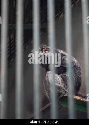 Foto dei lutunghi, dei languri o delle scimmie delle foglie sono un gruppo di scimmie del Vecchio mondo nel genere Trachypithecus Foto Stock