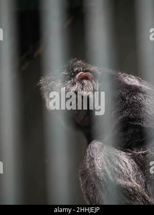 Foto dei lutunghi, dei languri o delle scimmie delle foglie sono un gruppo di scimmie del Vecchio mondo nel genere Trachypithecus Foto Stock