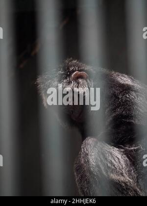 Foto dei lutunghi, dei languri o delle scimmie delle foglie sono un gruppo di scimmie del Vecchio mondo nel genere Trachypithecus Foto Stock