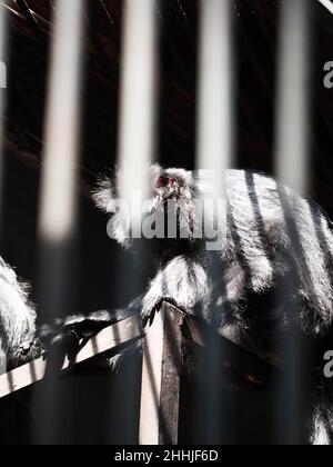 Foto dei lutunghi, dei languri o delle scimmie delle foglie sono un gruppo di scimmie del Vecchio mondo nel genere Trachypithecus Foto Stock