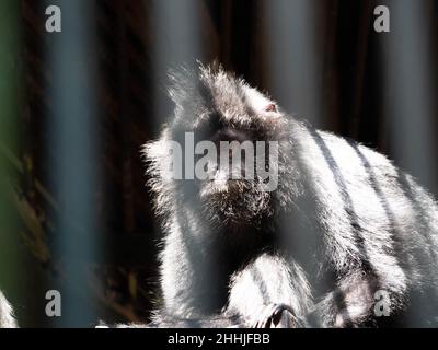 Foto dei lutunghi, dei languri o delle scimmie delle foglie sono un gruppo di scimmie del Vecchio mondo nel genere Trachypithecus Foto Stock