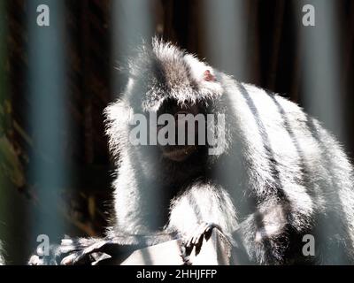 Foto dei lutunghi, dei languri o delle scimmie delle foglie sono un gruppo di scimmie del Vecchio mondo nel genere Trachypithecus Foto Stock