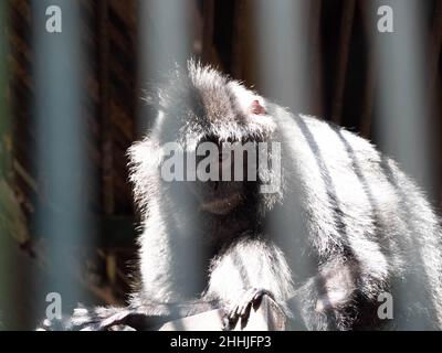 Foto dei lutunghi, dei languri o delle scimmie delle foglie sono un gruppo di scimmie del Vecchio mondo nel genere Trachypithecus Foto Stock