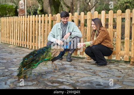 Corpo pieno di uomo positivo seduto su fienili vicino gentile ragazza dando cibo a pavone con piume luminose nel parco Foto Stock