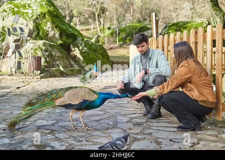 Corpo pieno di uomo seduto su fienili vicino a gentile ragazza che dà cibo a pavone con piume luminose nel parco Foto Stock