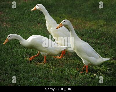 Tre Duck nazionali White Indian Runner (Anas platyrhynchos domesticus) con becco giallo e occhi neri in un cortile in Cumbria, Inghilterra, Regno Unito Foto Stock
