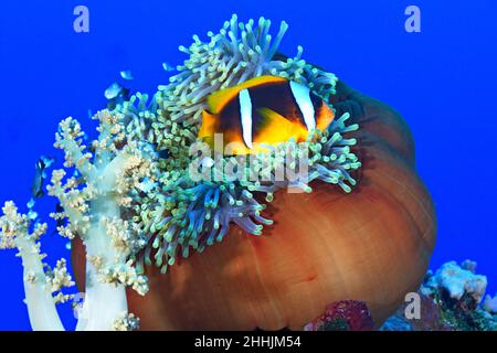 Pesci pagliaccio esotici che nuotano vicino ad anemoni marini predatori animali nelle acque blu del Mar Rosso Foto Stock