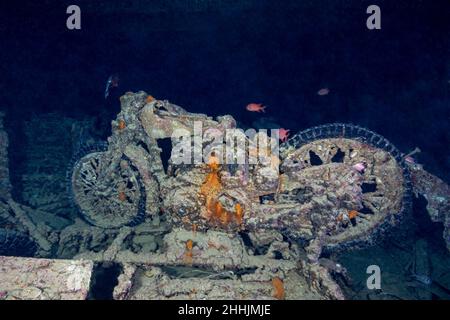 Scialpa di scarlatto soldato che nuota in una motocicletta affondata di relitti nel Mar Rosso scuro Foto Stock