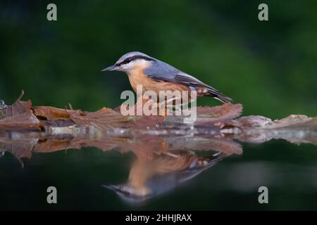 Un singolo adulto Nuthatch Eurasian nutrimento da un laghetto e in piedi su colori autunnali foglie di quercia con la sua riflessione in acqua. Foto Stock