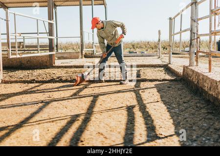 un uomo in un cappuccio rosso, jeans e una pala raccoglie il concime di vacca al mattino. Foto Stock