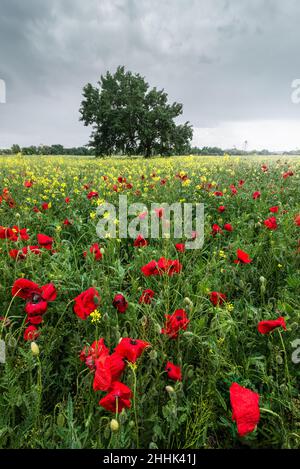 Papaveri rossi luminosi e fiori selvatici gialli che crescono in campagna prato contro cielo nuvoloso in paesaggio rurale in primavera Foto Stock