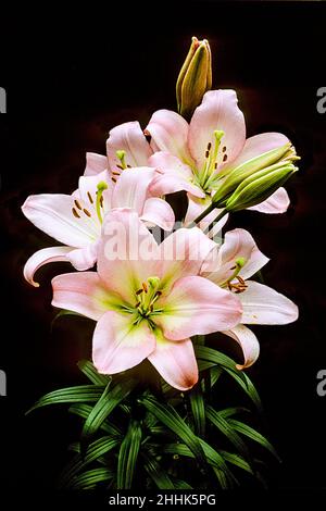 Primo piano di Lily Samur. Diversi fiori e boccioli rosa e bianchi su sfondo nero. Un giglio ibrido asiatico Div 8 con fiori rivolti verso l'alto. Foto Stock