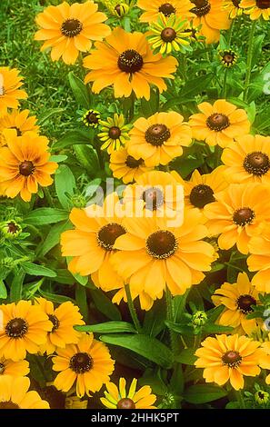 Rudbeckia Hirta Toto con fiori gialli e dischi centrali marroni che crescono in un confine erbaceo. Anche Black Eyed Susan è decisamente e completamente dura Foto Stock