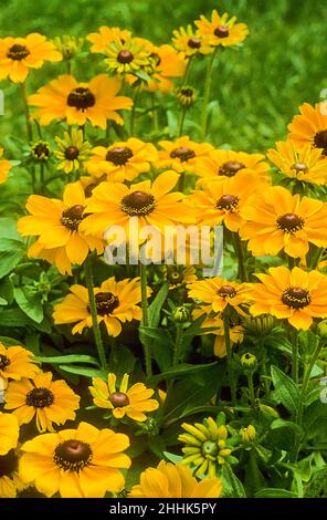 Rudbeckia Hirta Toto con fiori gialli e dischi centrali marroni che crescono in un confine erbaceo. Anche Black Eyed Susan è decisamente e completamente dura Foto Stock