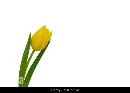Tulipano giallo isolato su sfondo bianco, con spazio di copia per il testo a destra. Foto Stock