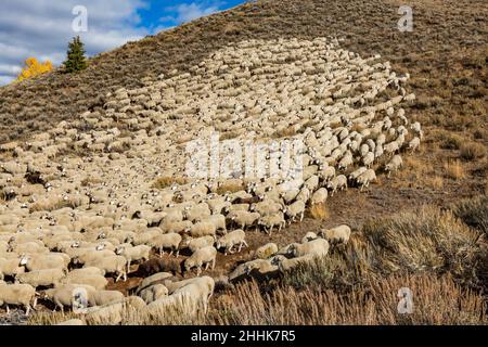 USA, Idaho, Ketchum, gregge di pecore sulla collina davanti al rimorchio del festival delle pecore Foto Stock