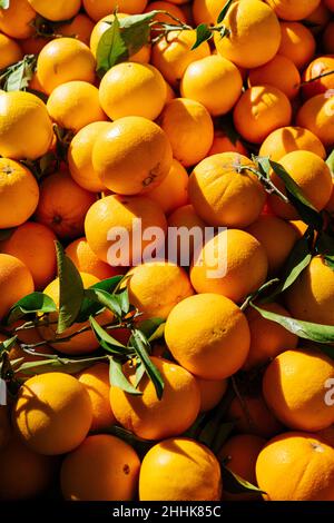 Piena cornice di tangerini freschi con foglie verdi poste in stalla nel mercato locale con luce solare brillante il giorno d'estate Foto Stock