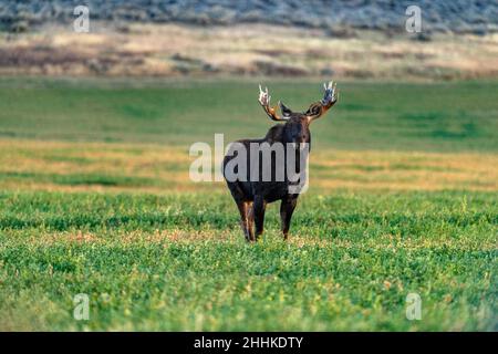 USA, Idaho, Bellevue, alce toro (Alces) in piedi in campo erboso Foto Stock