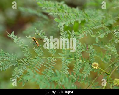 wasp arroccato su insetti tropicali di acacia leaf.. Foto Stock