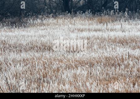 Hoar Frost ricopre le erbe dopo una tempesta invernale a Colorado Springs, Colorado. Foto Stock