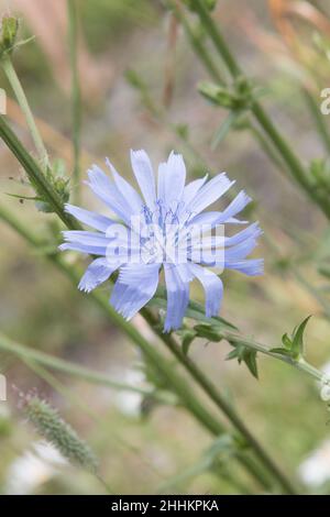 Fiore di cicoria (Cichorium intybus) fiore selvatico blu Foto Stock