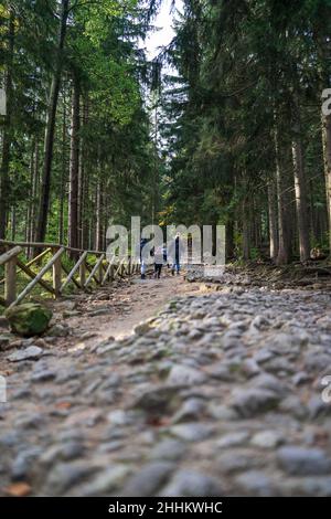 Foresta rotta strada in salita. Turisti sulla strada. Foto Stock