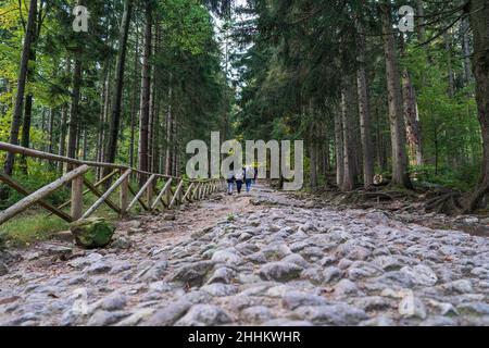 Foresta rotta strada in salita. Turisti sulla strada. Foto Stock