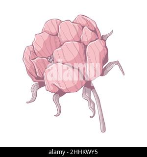 Singola peonia rosa. Testa di fiore isolata su sfondo bianco. Illustrazione floreale disegnata a mano. Arte vettoriale botanica in stile cartoon. Illustrazione Vettoriale