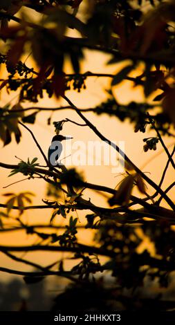 Un'ombra di un Kingfisher seduto in un ramo d'albero preso nel crepuscolo Foto Stock