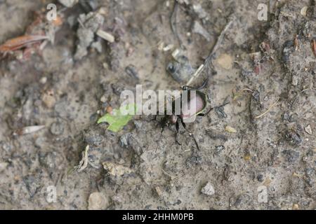 Bruco-cacciatore Calosoma inquisitore a piedi su terra in una foresta decidua Foto Stock