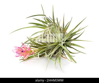 tillandsia pianta di fronte a sfondo bianco Foto Stock