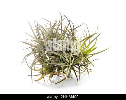 tillandsia pianta di fronte a sfondo bianco Foto Stock
