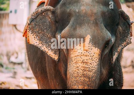 Goa, India. Vista ravvicinata della mucca degli elefanti Foto Stock