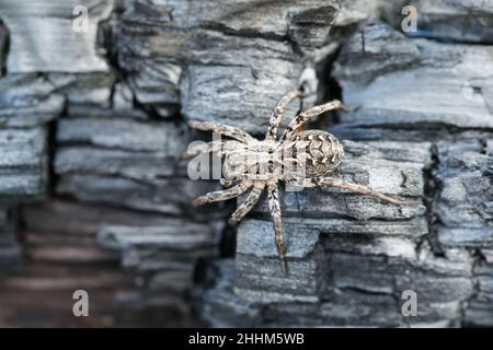 Grande ragno di volpe (Alopecosa fabbricis) Foto Stock