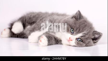 Gattino bicolore britannico, gatto bianco e grigio carino Foto Stock