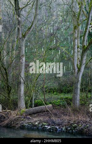 Nuove piantagioni di alberi nella Lathkill Dale National Nature Reserve, Peak District National Park, Derbyshire, Inghilterra Foto Stock