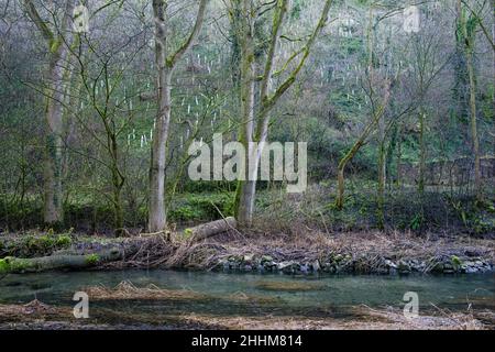 Nuove piantagioni di alberi nella Lathkill Dale National Nature Reserve, Peak District National Park, Derbyshire, Inghilterra Foto Stock