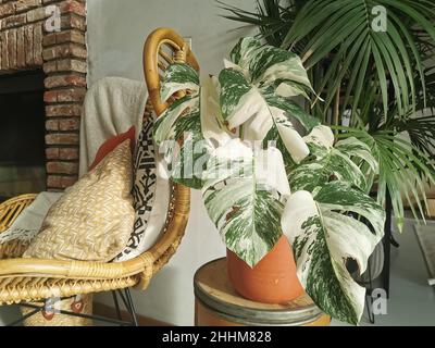 Monstera albo borsigiana o monstera variegata houseplant. Pianta piena altamente variegata in un interno urbano della giungla. Pianta costosa e rara. Foto Stock