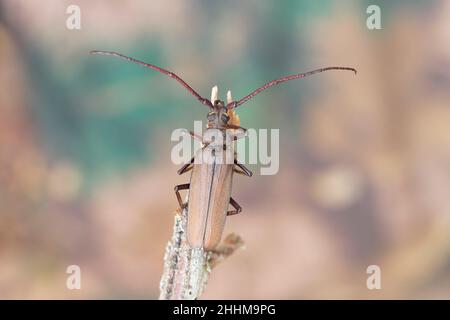 Aegosoma scabricorne un grande scarabeo europeo longhorn in via di estinzione in vista ravvicinata Foto Stock
